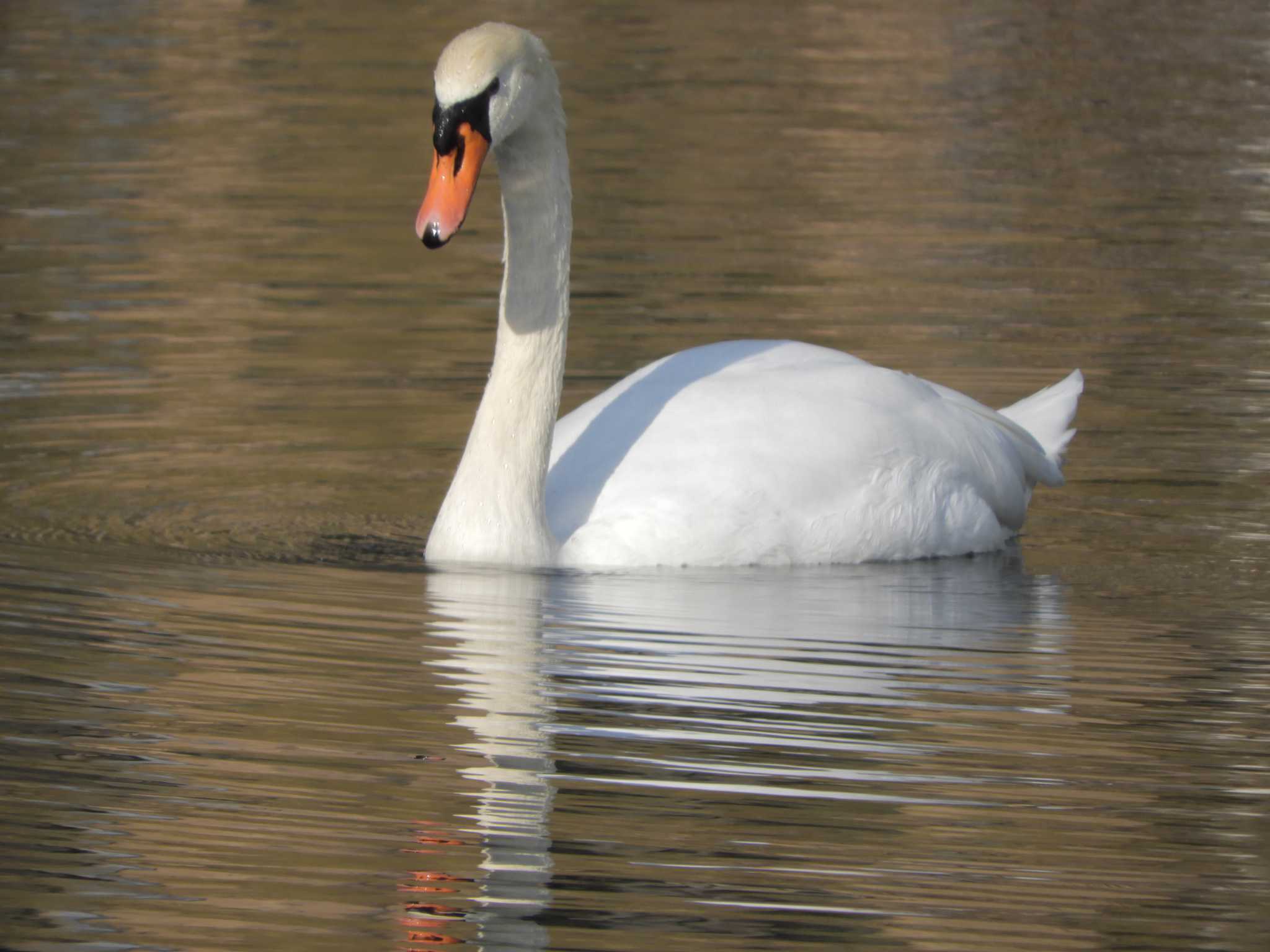 Photo of Mute Swan at Imperial Palace by maru