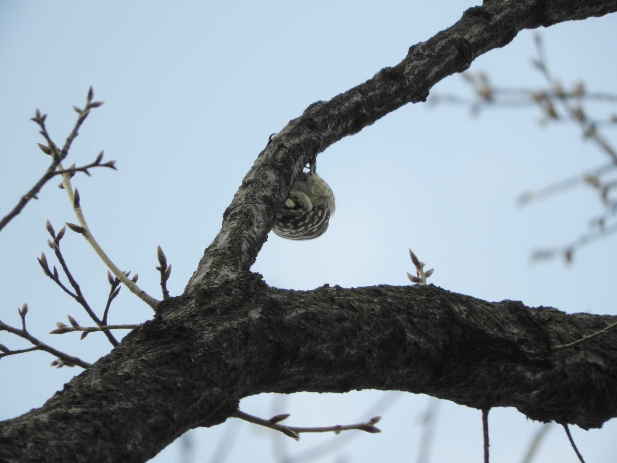 Japanese Pygmy Woodpecker