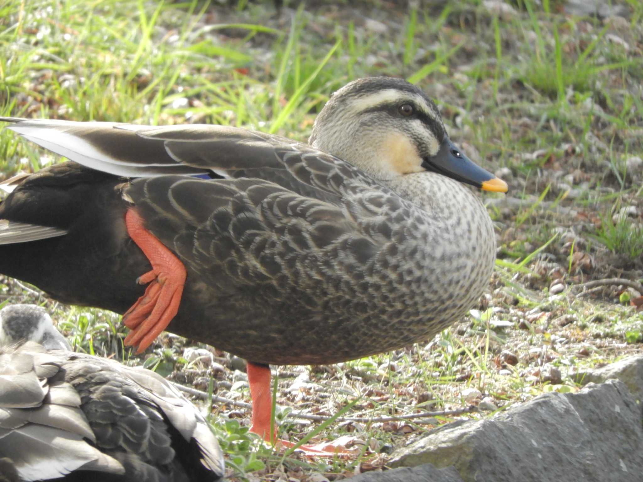 Eastern Spot-billed Duck