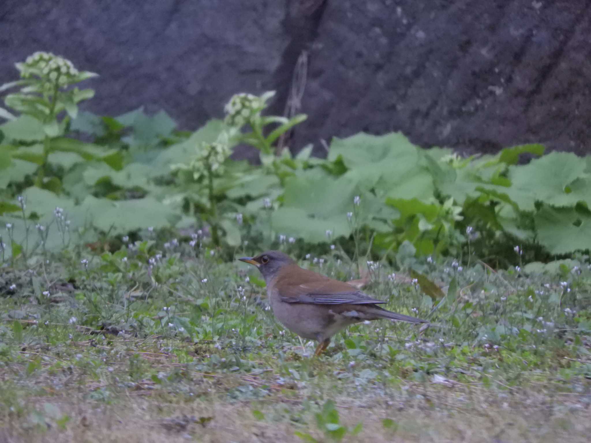 Pale Thrush