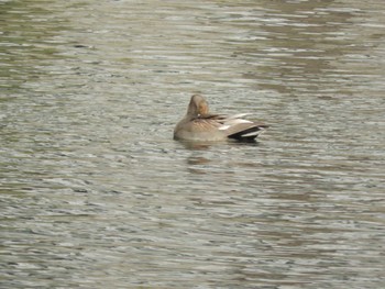 Gadwall Imperial Palace Sun, 3/17/2024