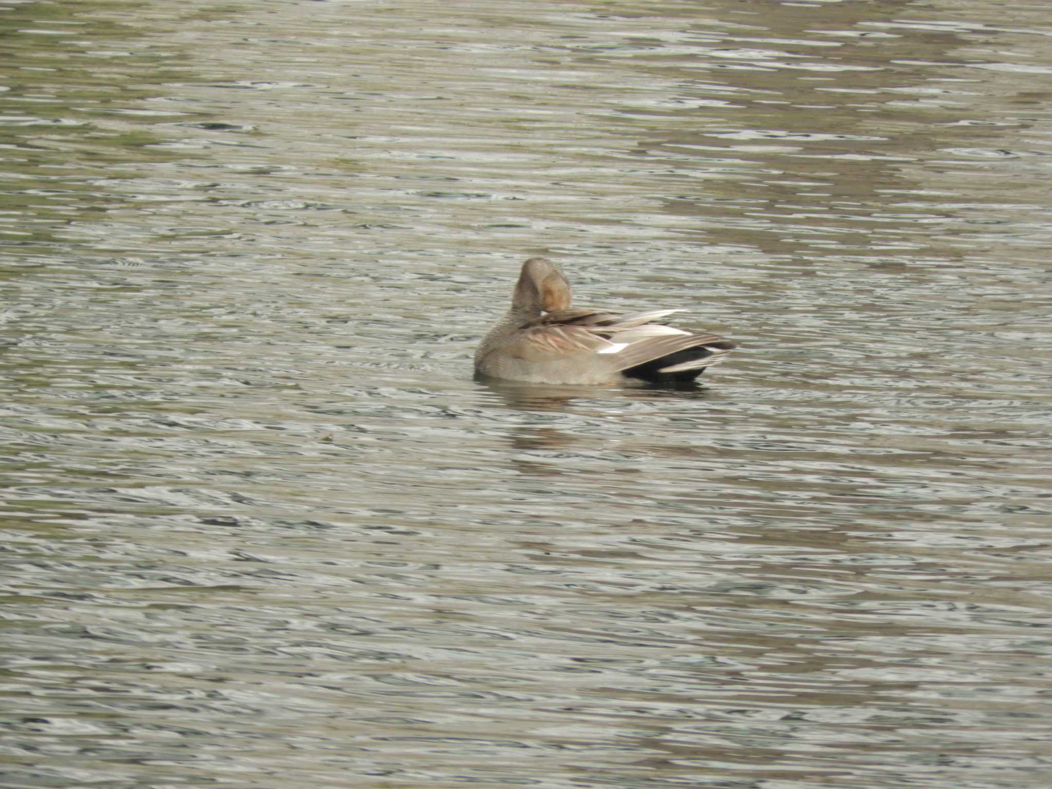 Photo of Gadwall at Imperial Palace by maru