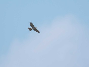 Eurasian Sparrowhawk 入間川 Sun, 3/17/2024