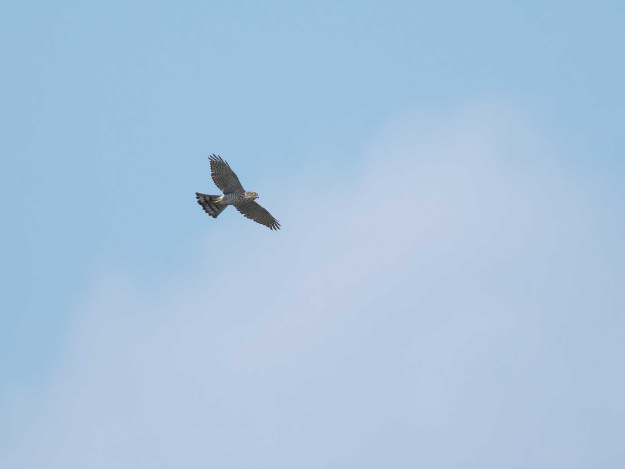 Eurasian Sparrowhawk