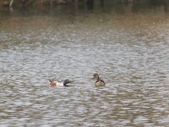 2024年3月17日(日) 入間川の野鳥観察記録