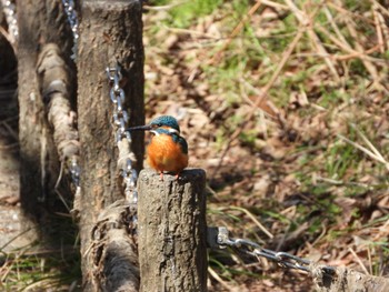 Sat, 3/2/2024 Birding report at 川口自然公園