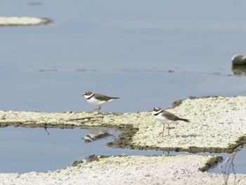 Little Ringed Plover 入間川 Sun, 3/17/2024