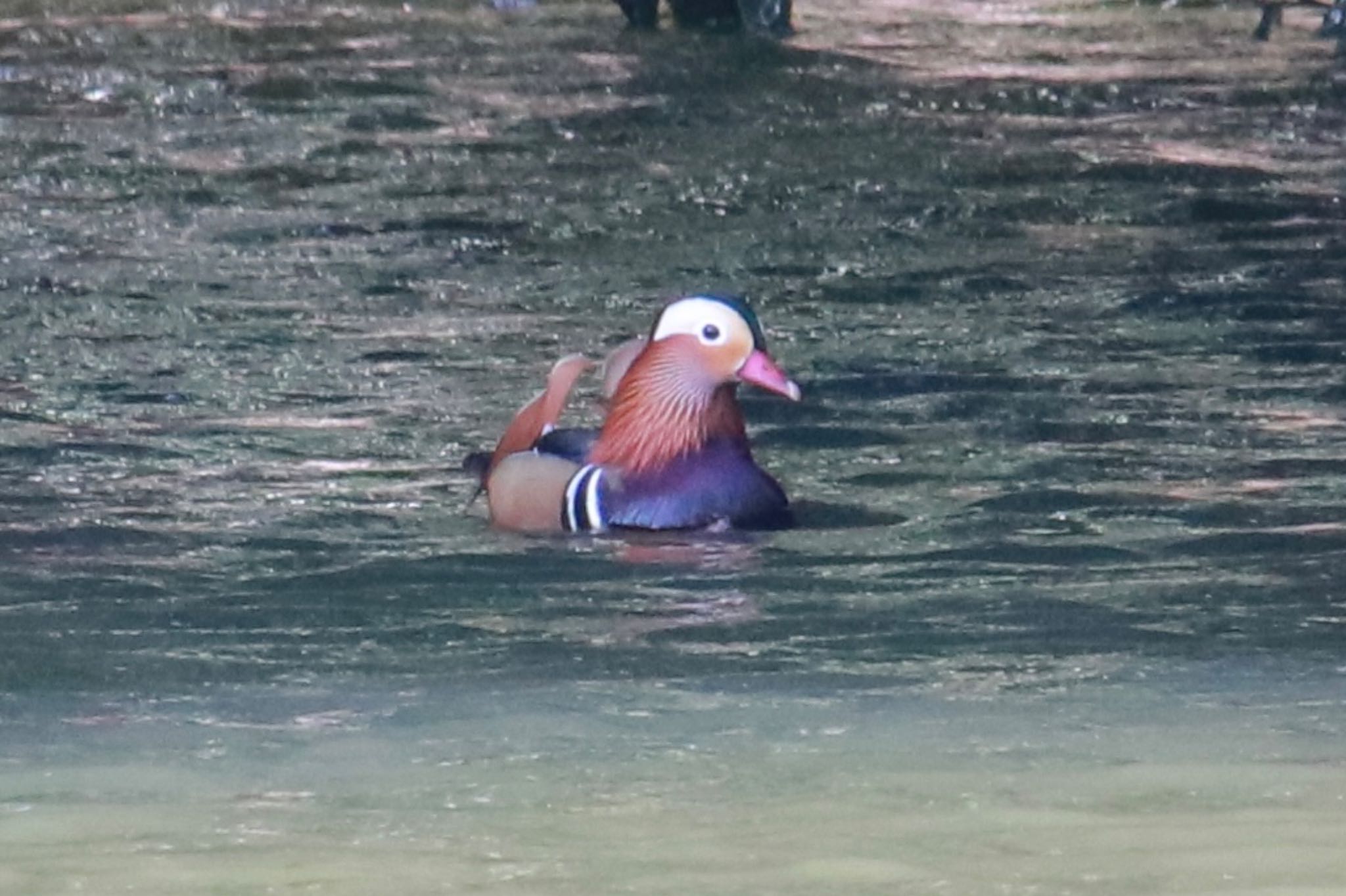 Photo of Mandarin Duck at Shinjuku Gyoen National Garden by Kaori