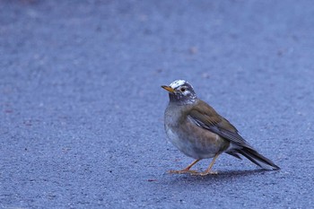 シロハラ ロクハ公園(滋賀県草津市) 2024年3月1日(金)