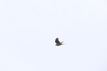 Eurasian Sparrowhawk Higashitakane Forest park Sun, 3/17/2024