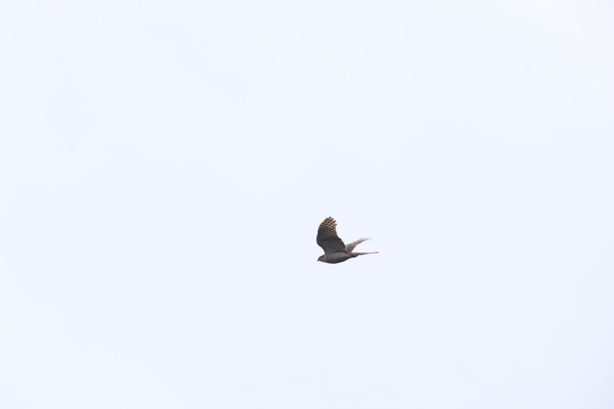 Photo of Eurasian Sparrowhawk at Higashitakane Forest park by bobobobo09