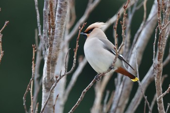 Bohemian Waxwing Higashitakane Forest park Sun, 3/17/2024