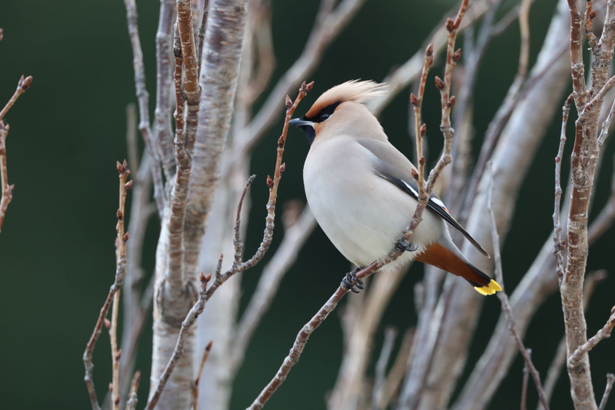 Photo of Bohemian Waxwing at Higashitakane Forest park by bobobobo09