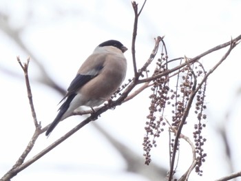 Eurasian Bullfinch(rosacea) 丸火自然公園 Sun, 3/17/2024