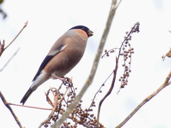 Eurasian Bullfinch(rosacea) 丸火自然公園 Sun, 3/17/2024