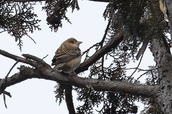 Red-headed Bunting