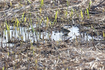 2024年3月17日(日) 境川遊水池の野鳥観察記録