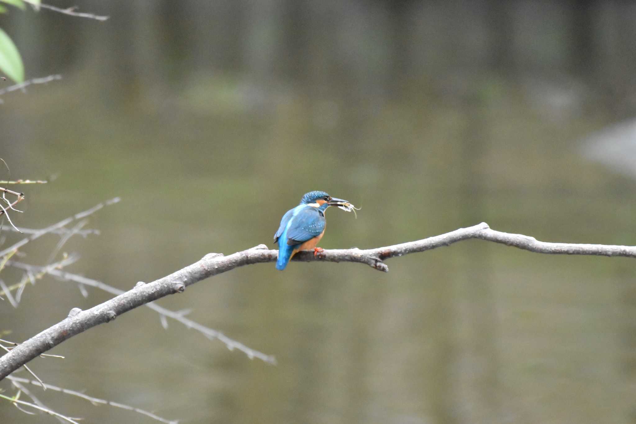 Photo of Common Kingfisher at 大阪府堺市 by ひないつ☃️ⓨⓤⓚⓘ達磨改