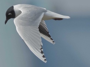 2024年3月15日(金) 藤前干潟の野鳥観察記録