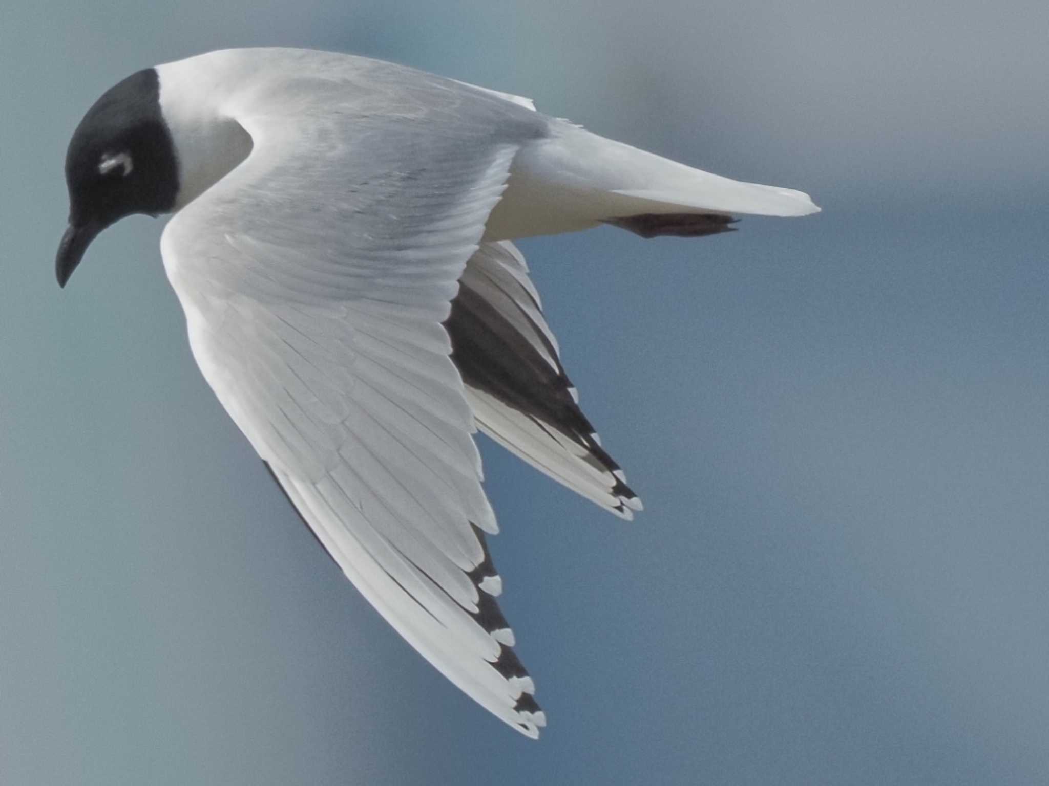 Saunders's Gull