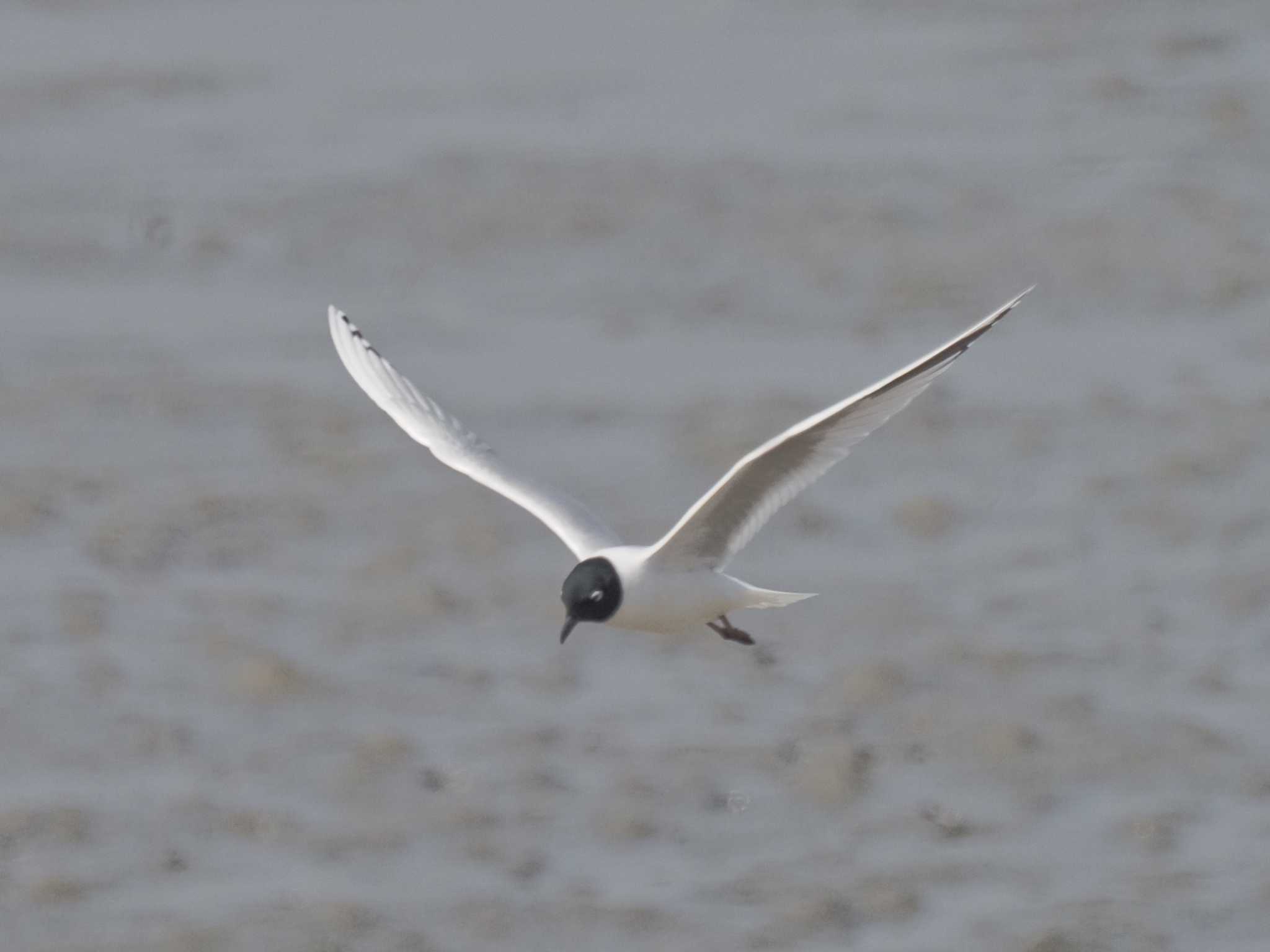 Saunders's Gull