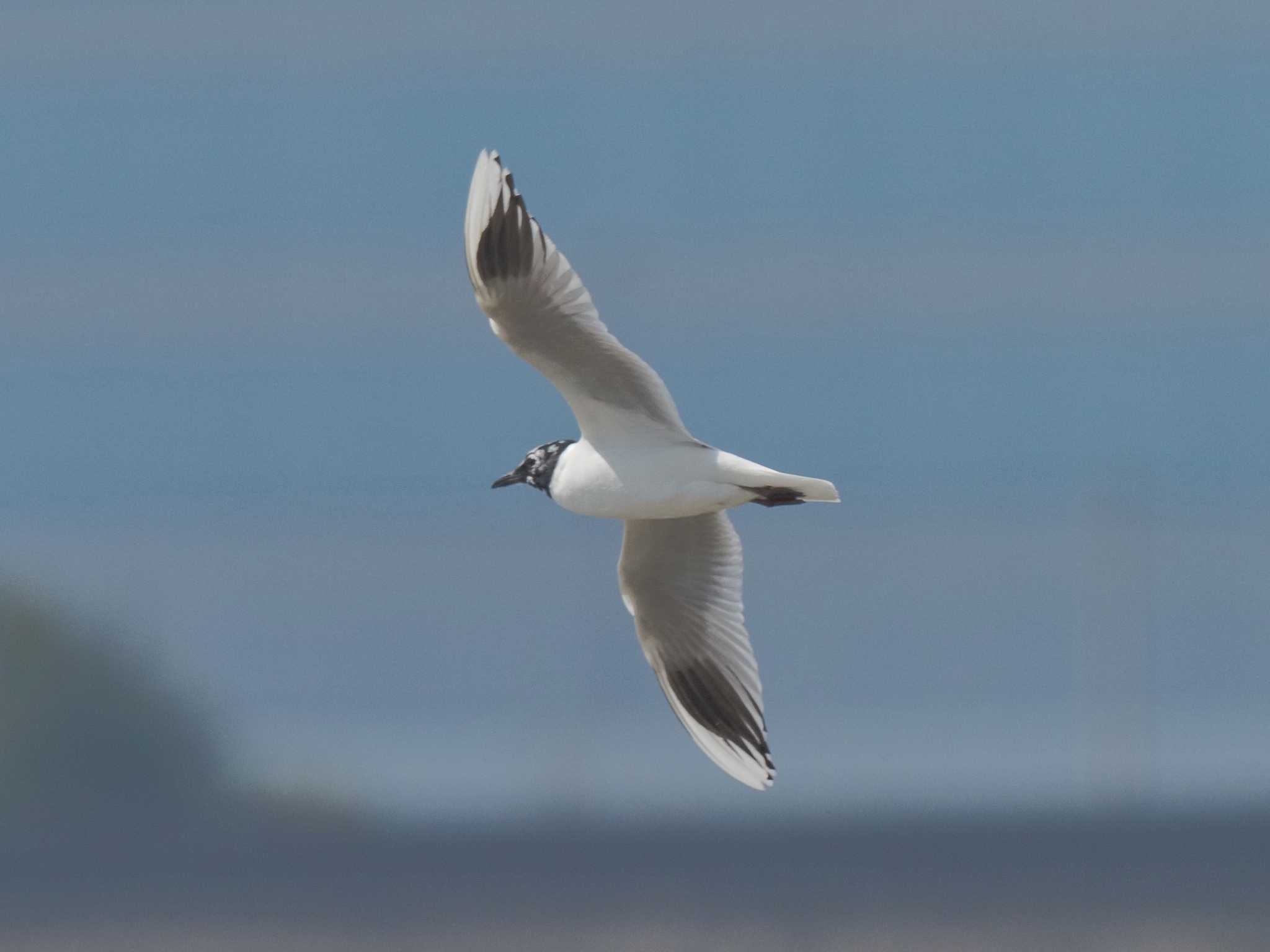 Saunders's Gull