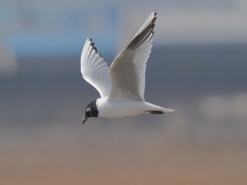 Saunders's Gull Fujimae Tidal Flat Fri, 3/15/2024