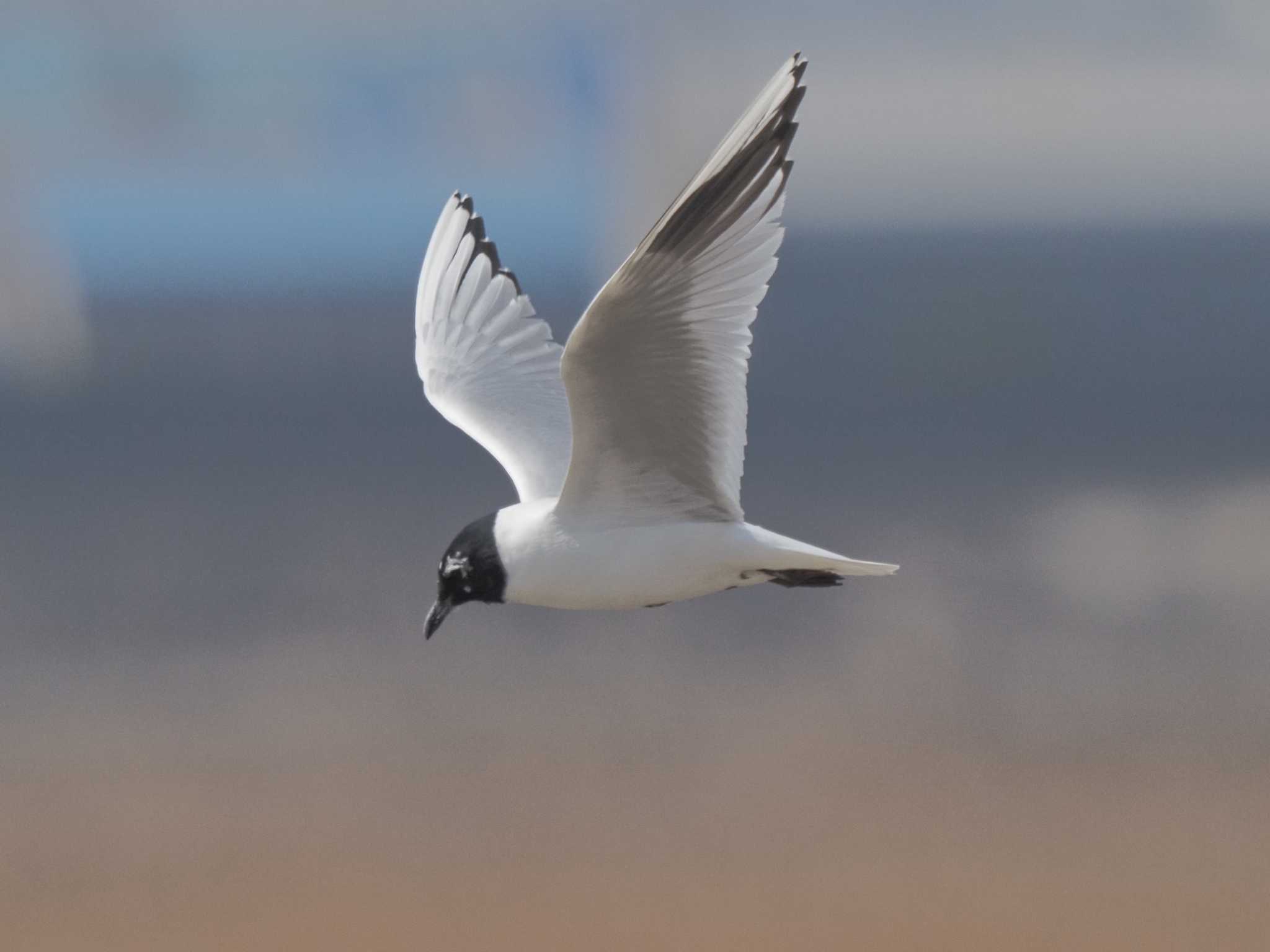 Saunders's Gull