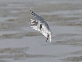 Saunders's Gull Fujimae Tidal Flat Fri, 3/15/2024