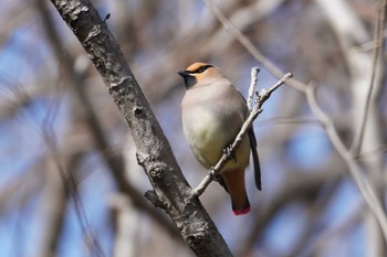 Japanese Waxwing 東京都多摩地域 Sun, 3/10/2024