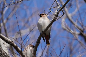 Bohemian Waxwing 東京都多摩地域 Sun, 3/10/2024