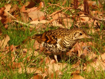 2024年3月17日(日) 舞岡公園の野鳥観察記録