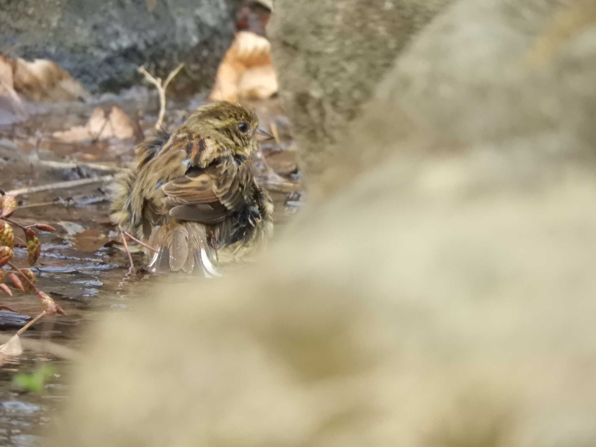 Masked Bunting