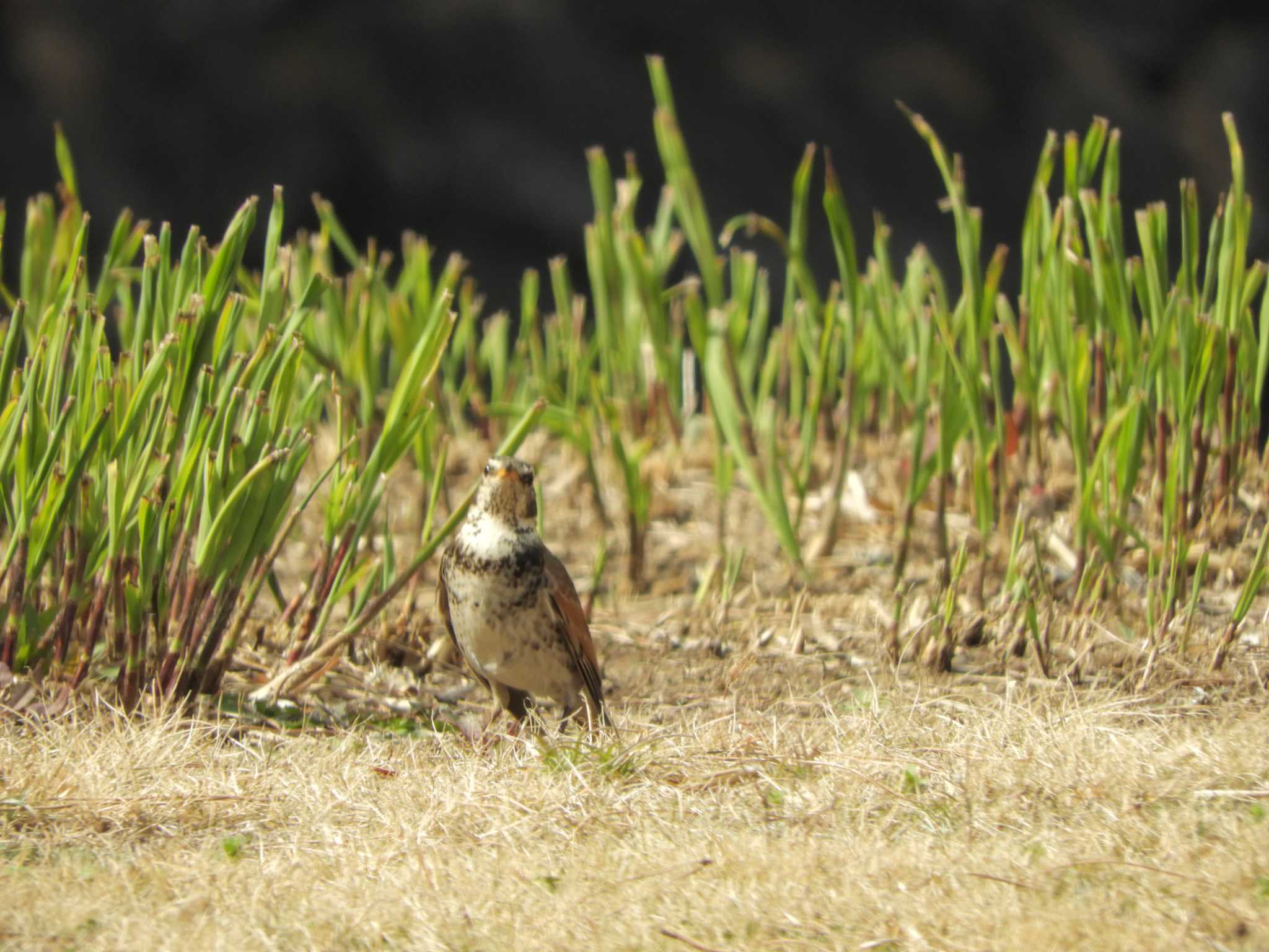 Dusky Thrush