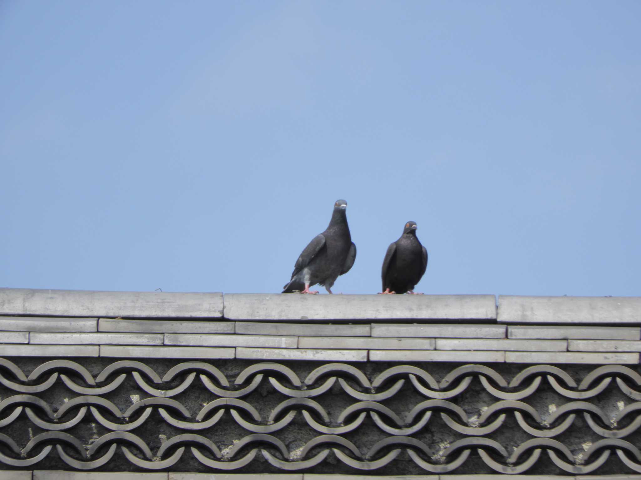 Photo of Rock Dove at Imperial Palace by maru