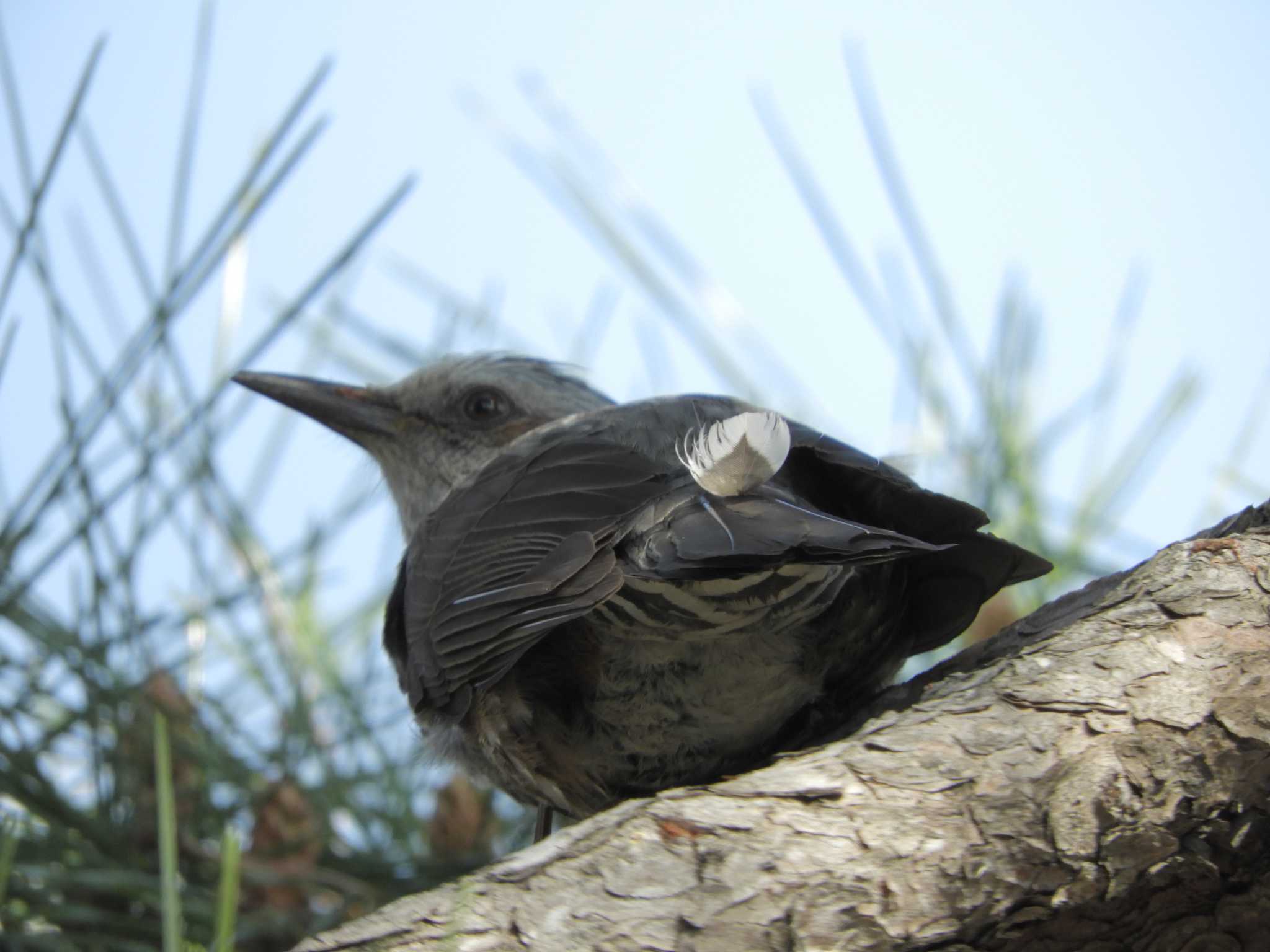 Brown-eared Bulbul