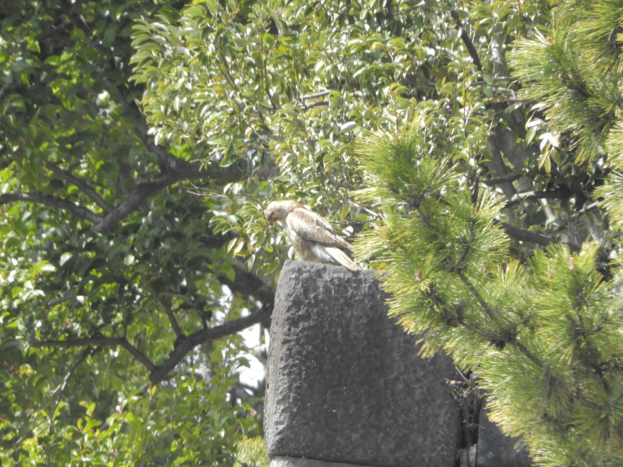 Eastern Buzzard