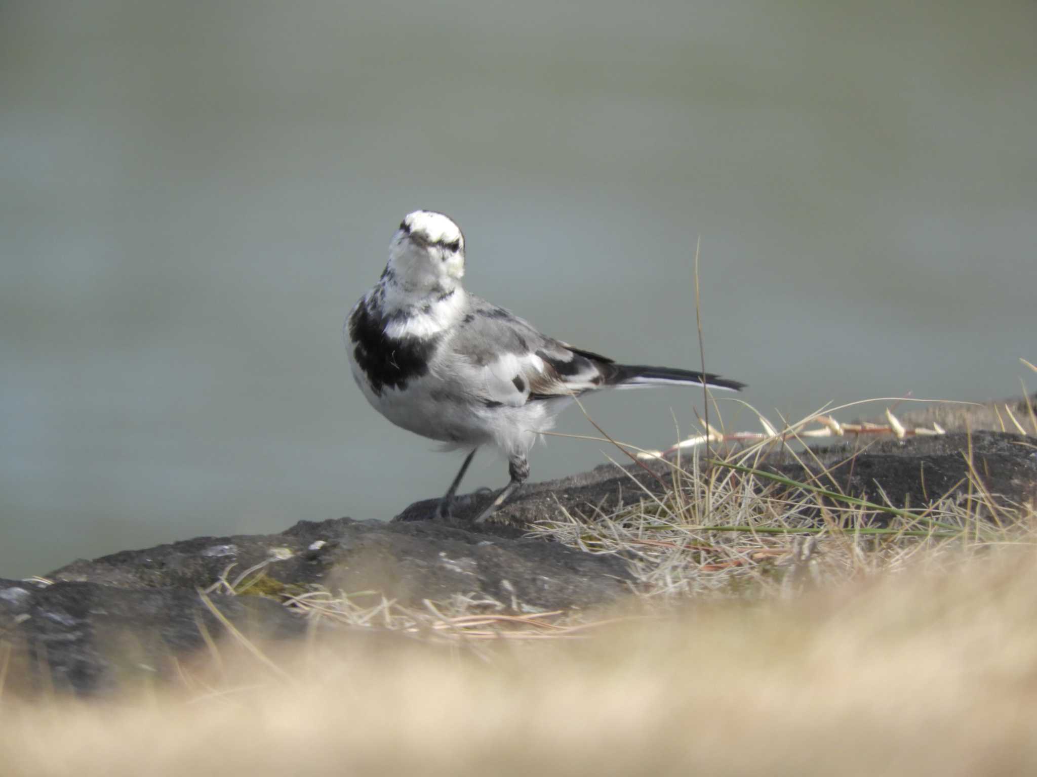 Photo of White Wagtail at Imperial Palace by maru