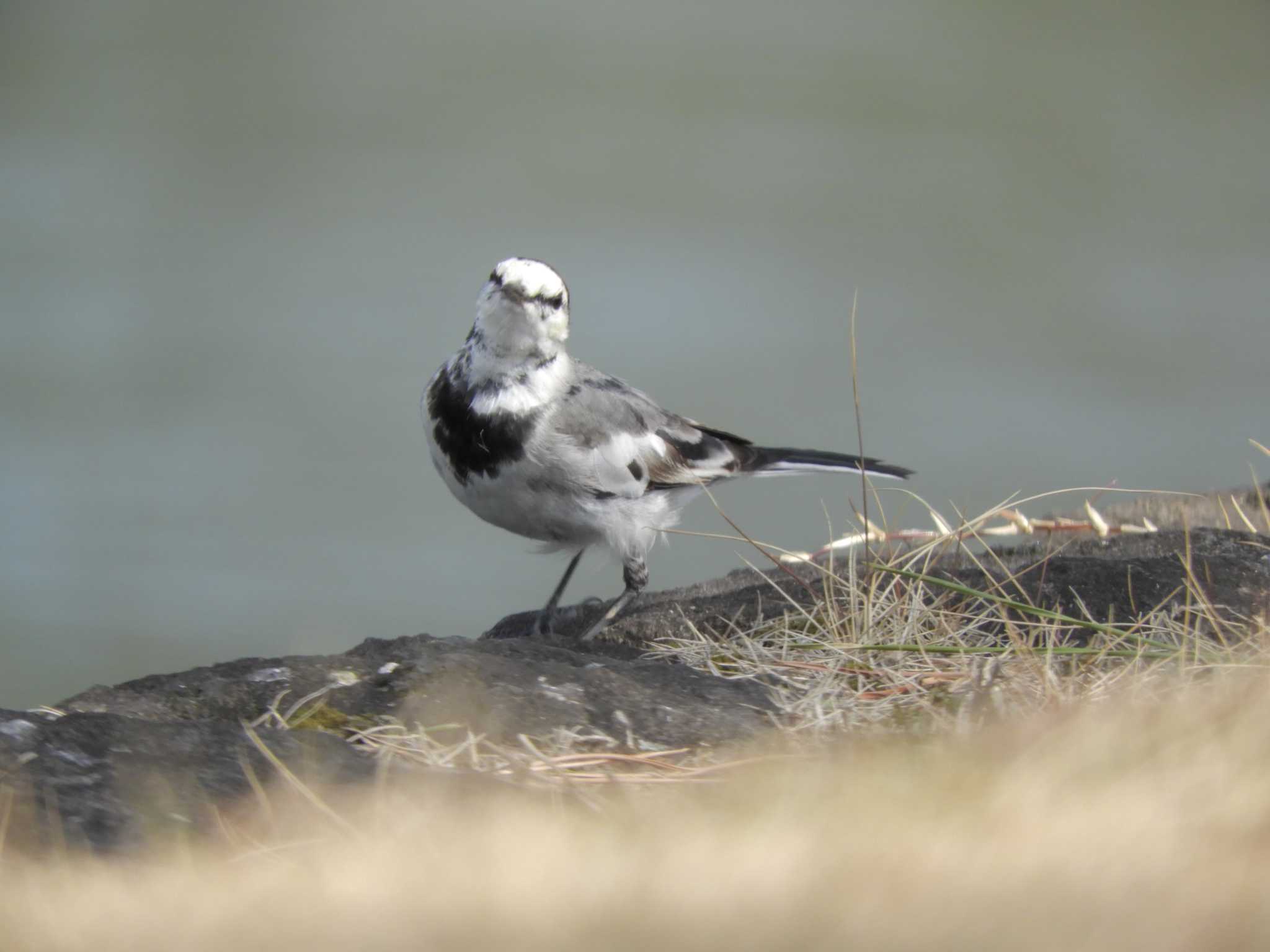 White Wagtail