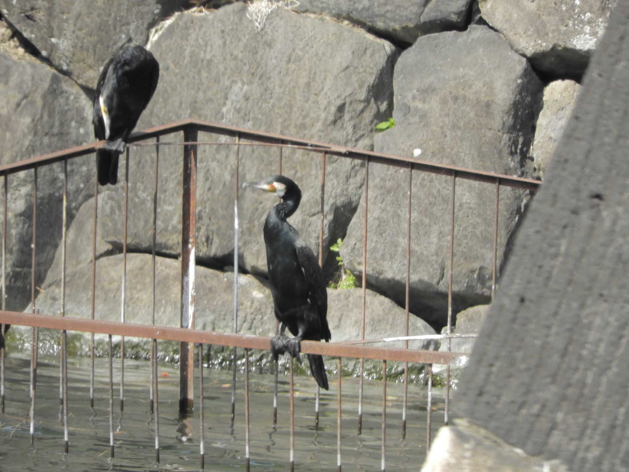 Great Cormorant