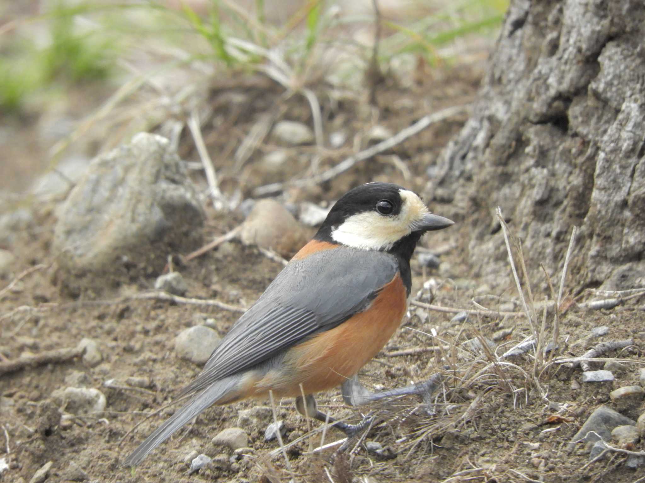 Varied Tit