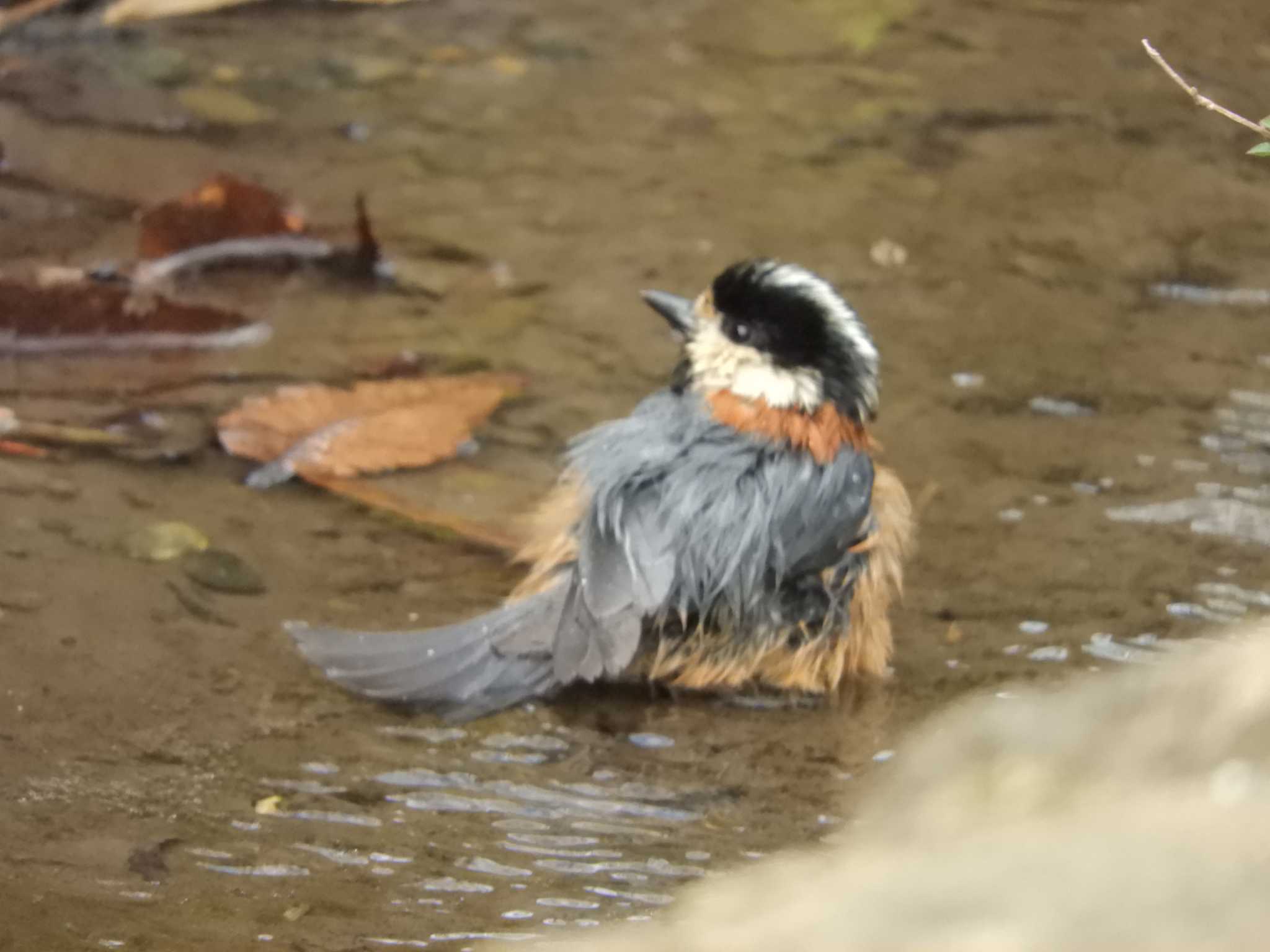 Varied Tit