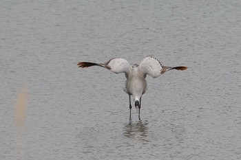 Common Crane 滋賀県 Wed, 2/21/2024