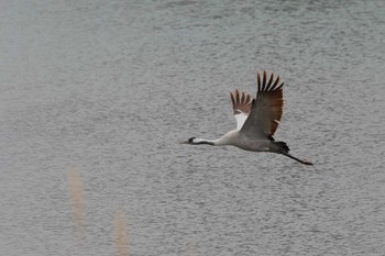 Common Crane 滋賀県 Wed, 2/21/2024