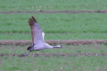 Common Crane 滋賀県 Wed, 2/21/2024