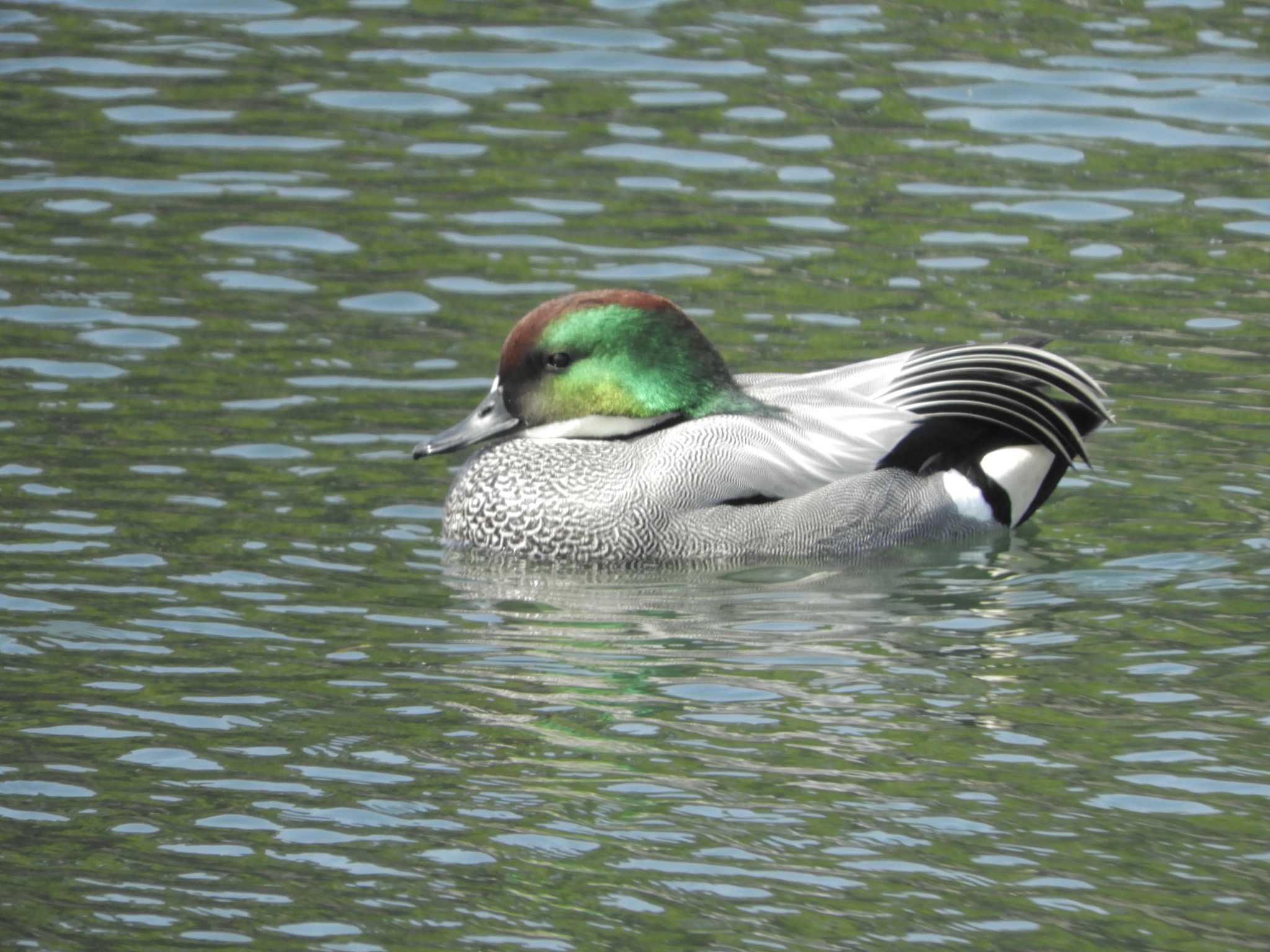 Falcated Duck