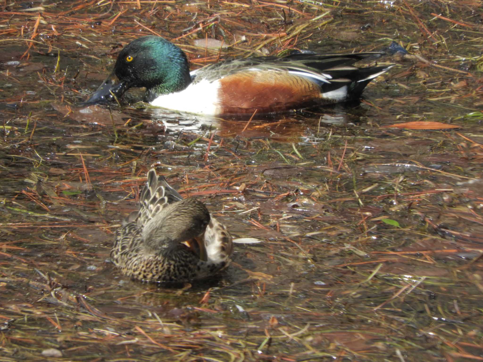 Northern Shoveler