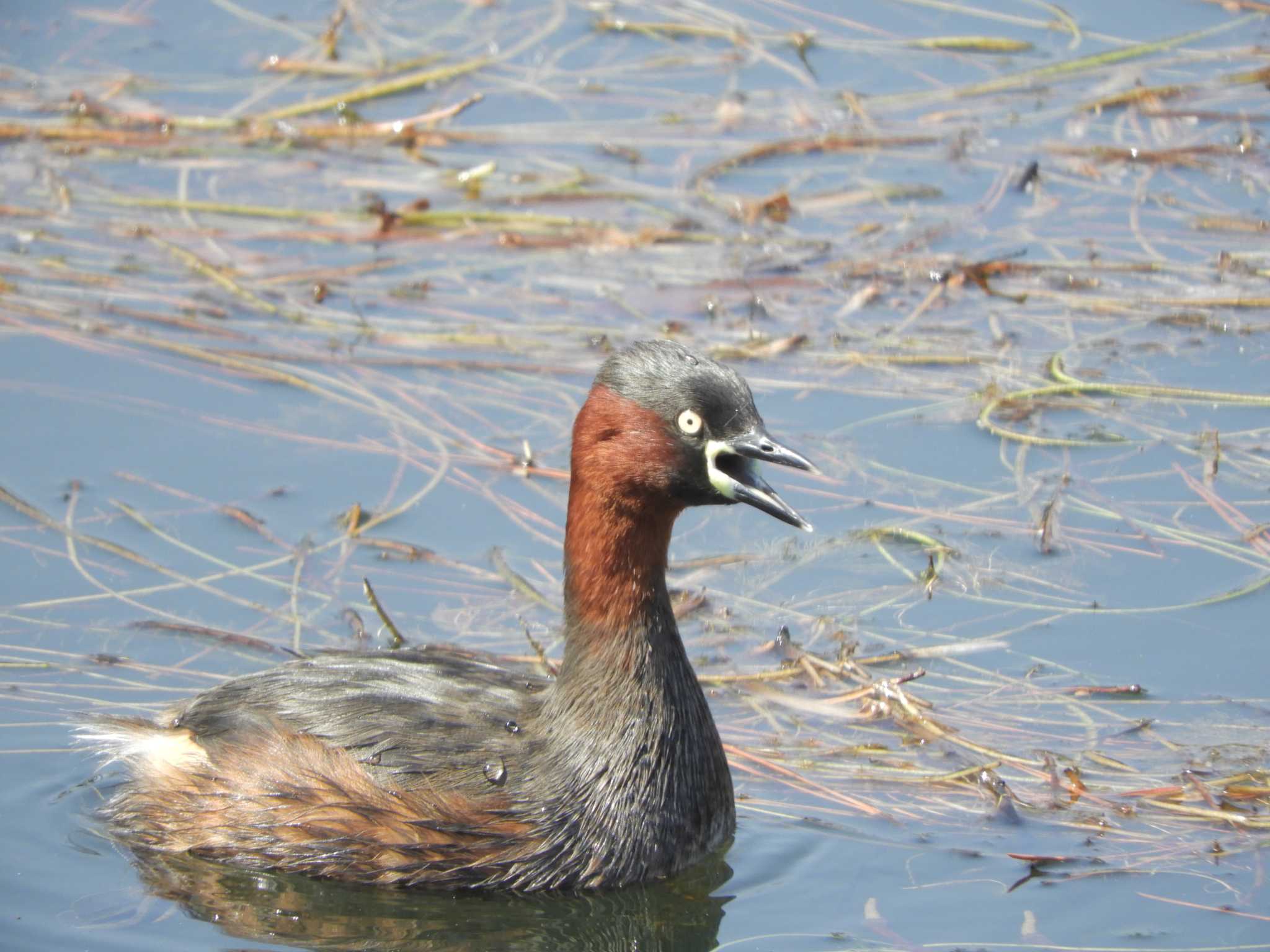 Little Grebe