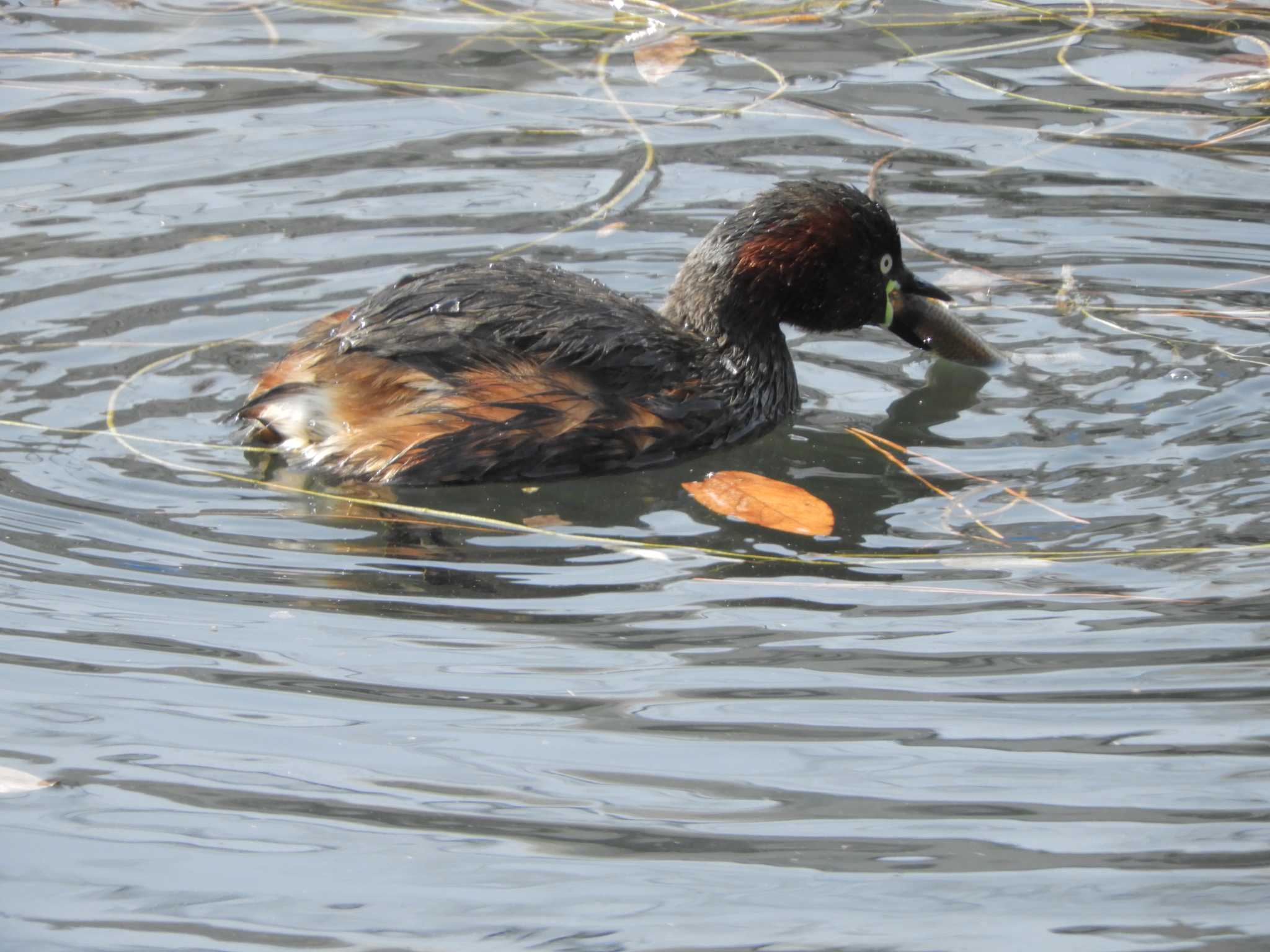 Little Grebe