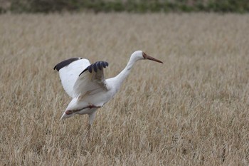 Siberian Crane 福井県 Fri, 2/23/2024